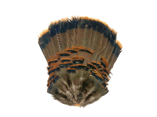 1 Complete Tail Fan - Grade A Natural Brown Merriam Wild Turkey Tail Feathers (bulk)