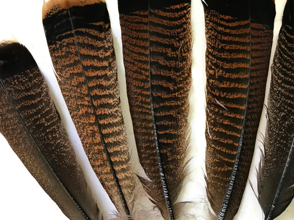 5 Pieces - Natural Merriam Black And Brown Wild Turkey Tail Feathers