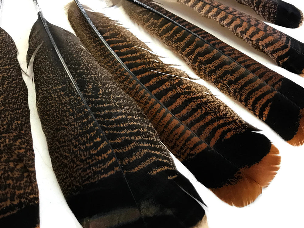 5 Pieces - Natural Merriam Black And Brown Wild Turkey Tail Feathers