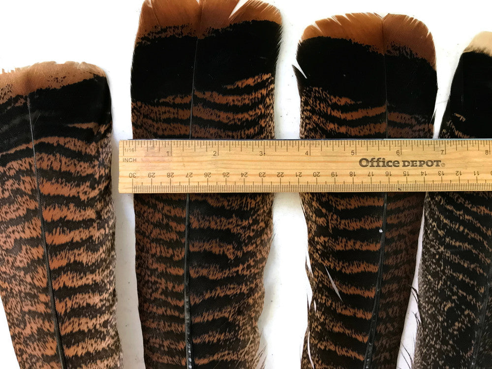 5 Pieces - Natural Merriam Black And Brown Wild Turkey Tail Feathers