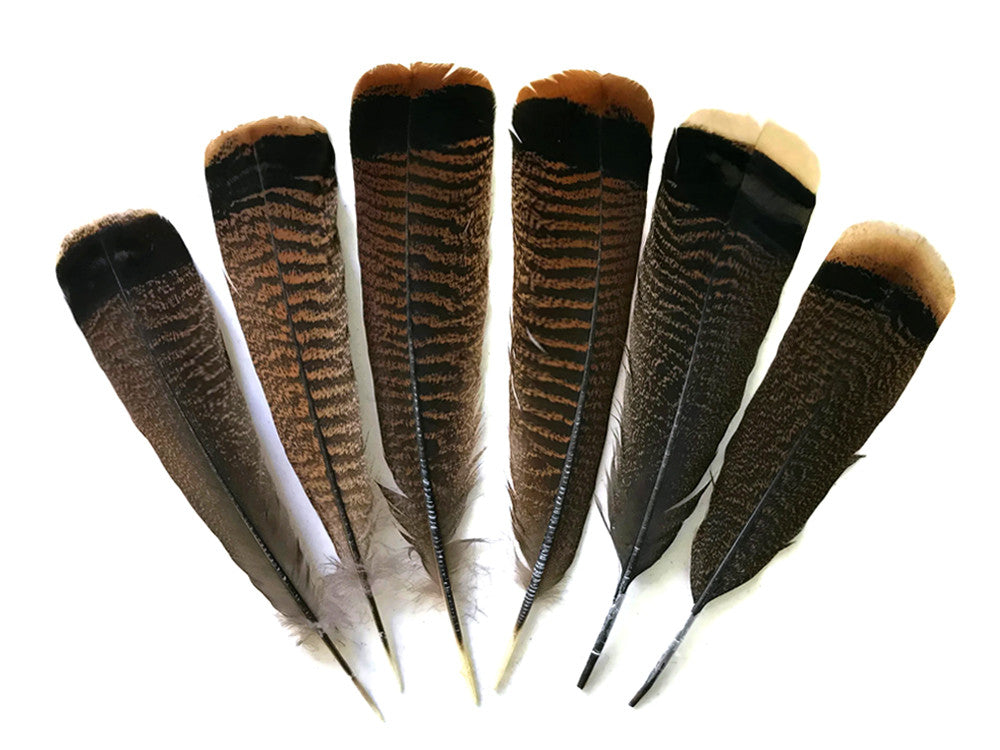 5 Pieces - Natural Merriam Black And Brown Wild Turkey Tail Feathers