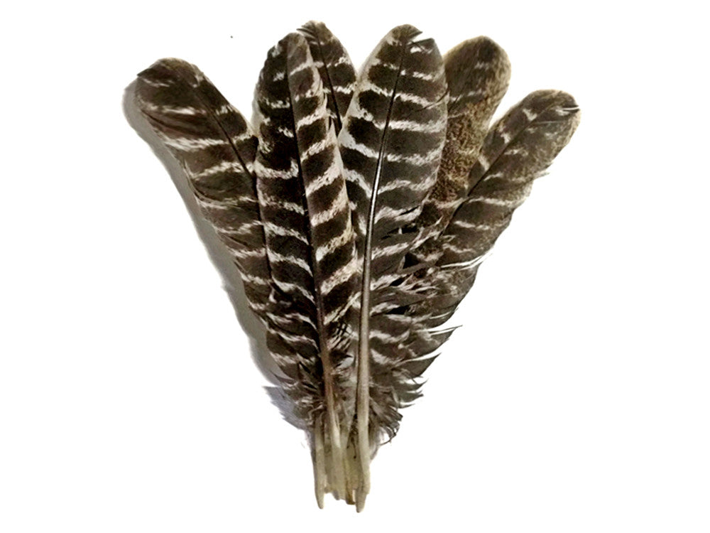 Wing Feathers, 1 Lb - Red Turkey Rounds buy Wing Quill Wholesale Feathers (Bulk) Halloween Craft Supplier : 4940