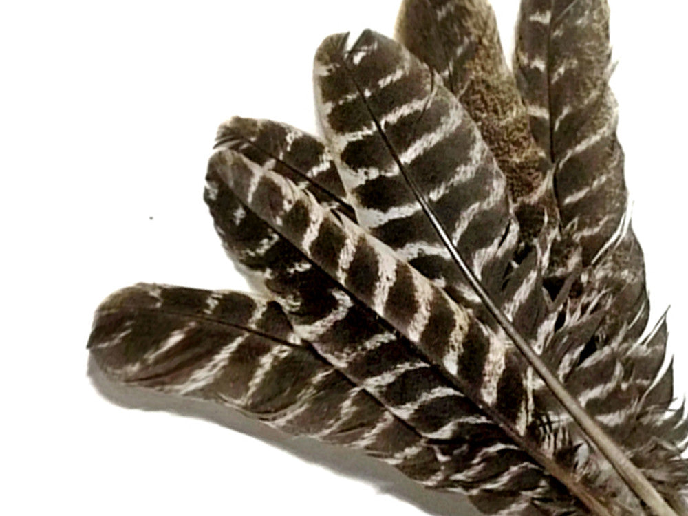 Wing Feathers, 1 Lb - Taupe Turkey Rounds Wing Quill Wholesale Feathers (Bulk) Halloween Craft outlets Supplier : 4966