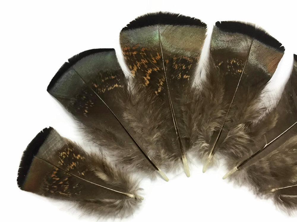 5 Pieces - Small Wild Bronze Turkey Flats Feathers