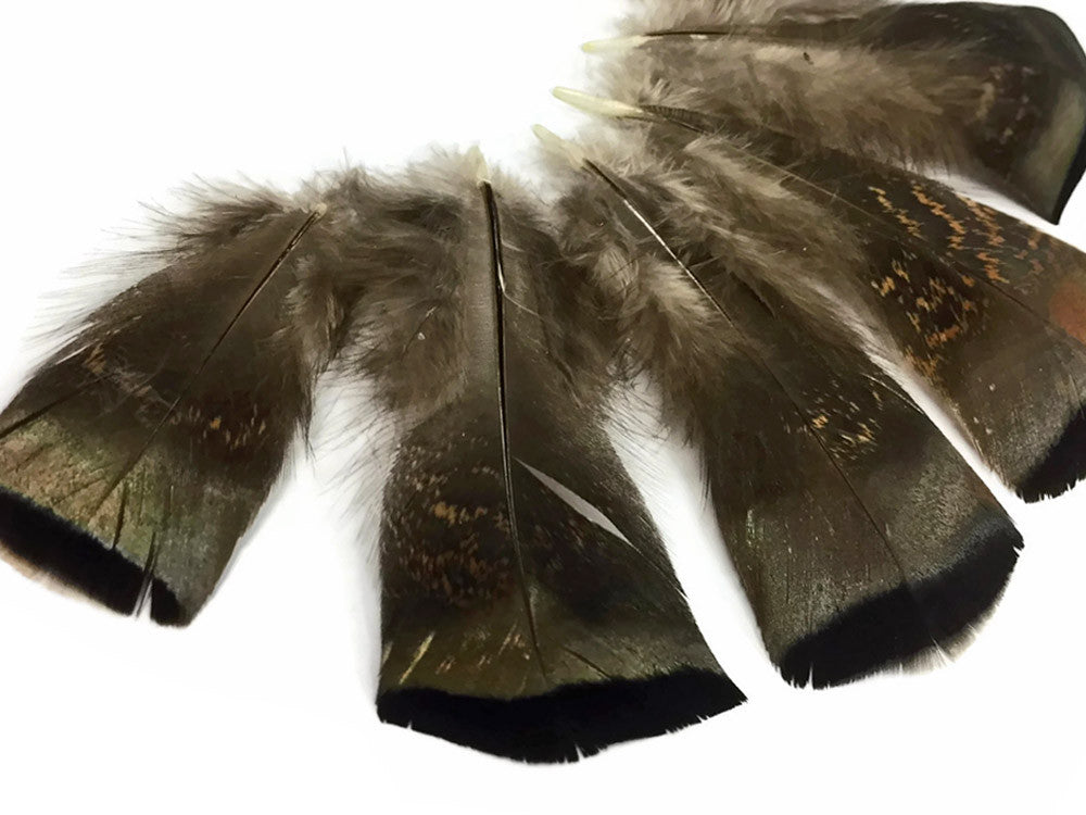 5 Pieces - Small Wild Bronze Turkey Flats Feathers