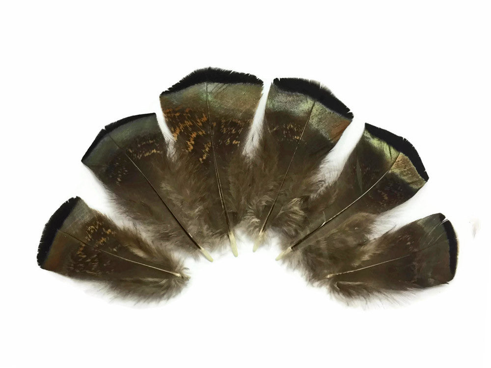 5 Pieces - Small Wild Bronze Turkey Flats Feathers