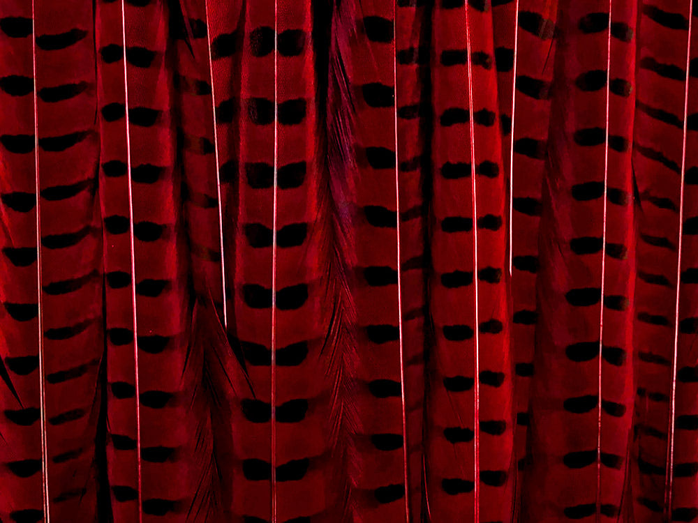 50 Pieces - 18-22" Red Wine Dyed Over Natural Long Ringneck Pheasant Tail Wholesale Feathers (Bulk)