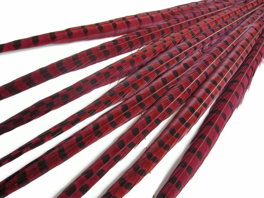 50 Pieces - 18-22" Red Wine Dyed Over Natural Long Ringneck Pheasant Tail Wholesale Feathers (Bulk)