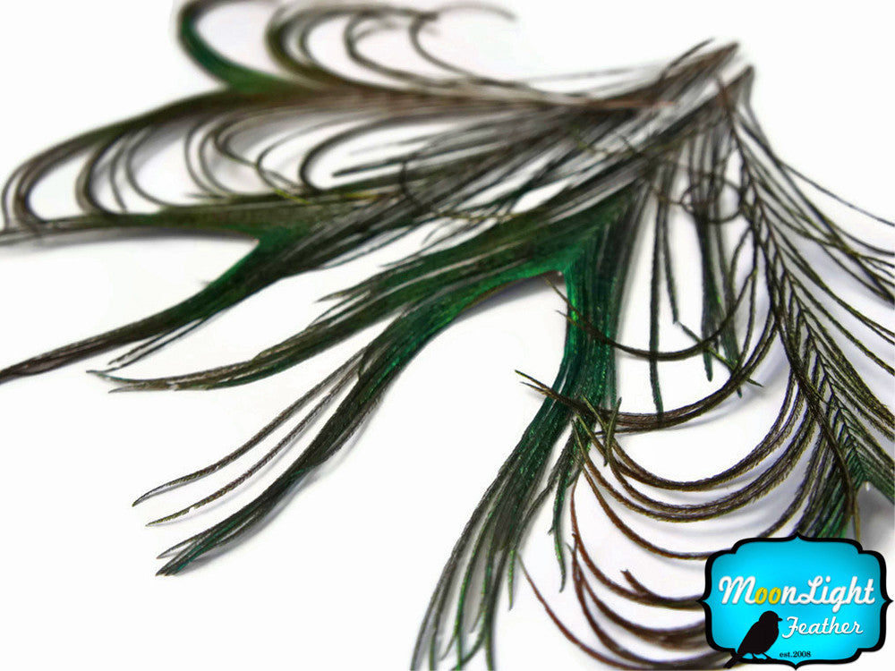 10 Pieces - Natural Peacock Tail Without Eye Flue Feathers