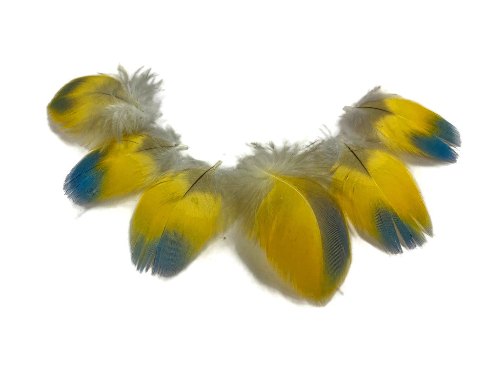 4 Pieces - Bright Blue & Yellow  Small Scarlet Macaw Plumage Feather - Rare