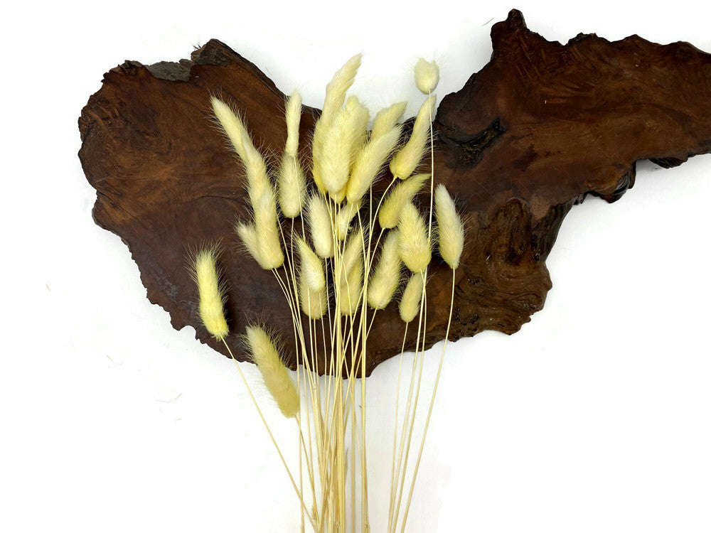 30 Pieces - 12-15" Yellow Bunny Tail Preserved Dried Botanical Grass Bouquet