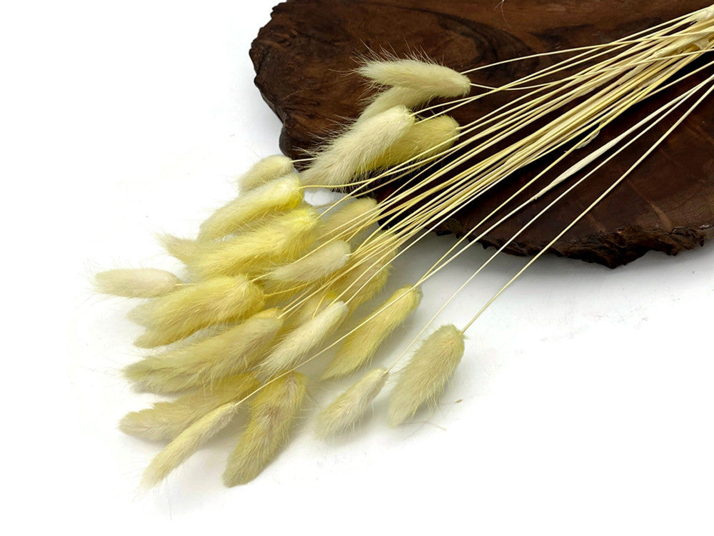 30 Pieces - 12-15" Yellow Bunny Tail Preserved Dried Botanical Grass Bouquet