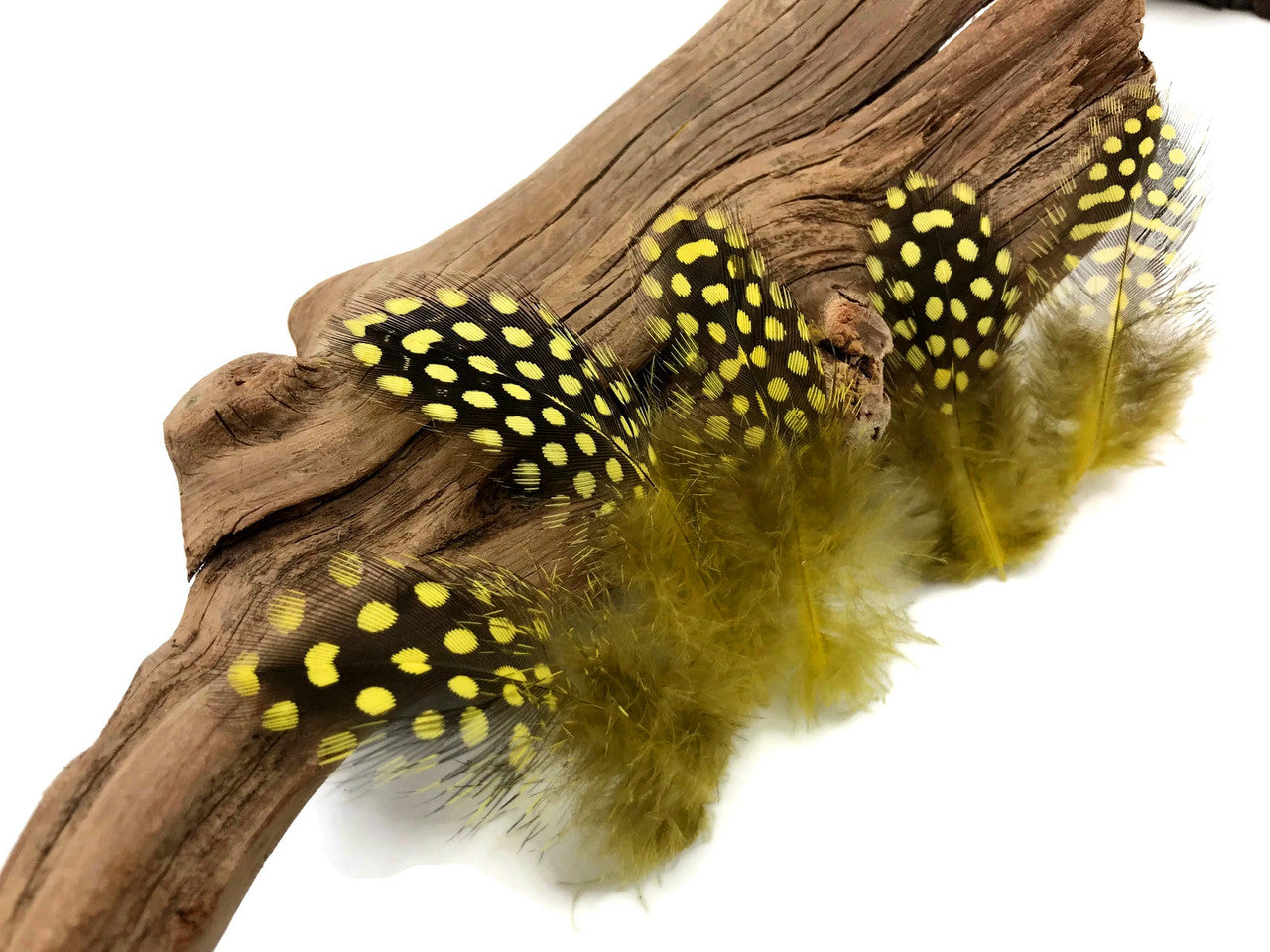 1 Pack - Yellow Guinea Hen Polka Dot Plumage Feathers 0.10 Oz.