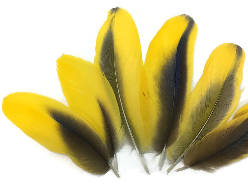 4 Pieces - Yellow Conure Macaw Body Plumage Feathers