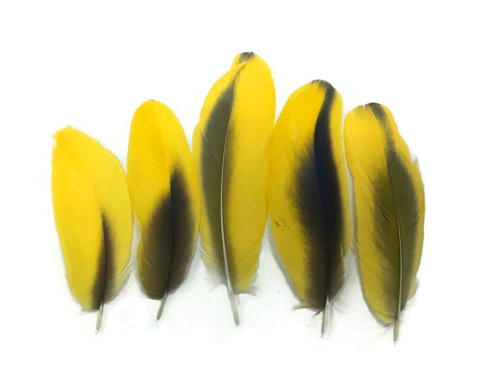 4 Pieces - Yellow Conure Macaw Body Plumage Feathers