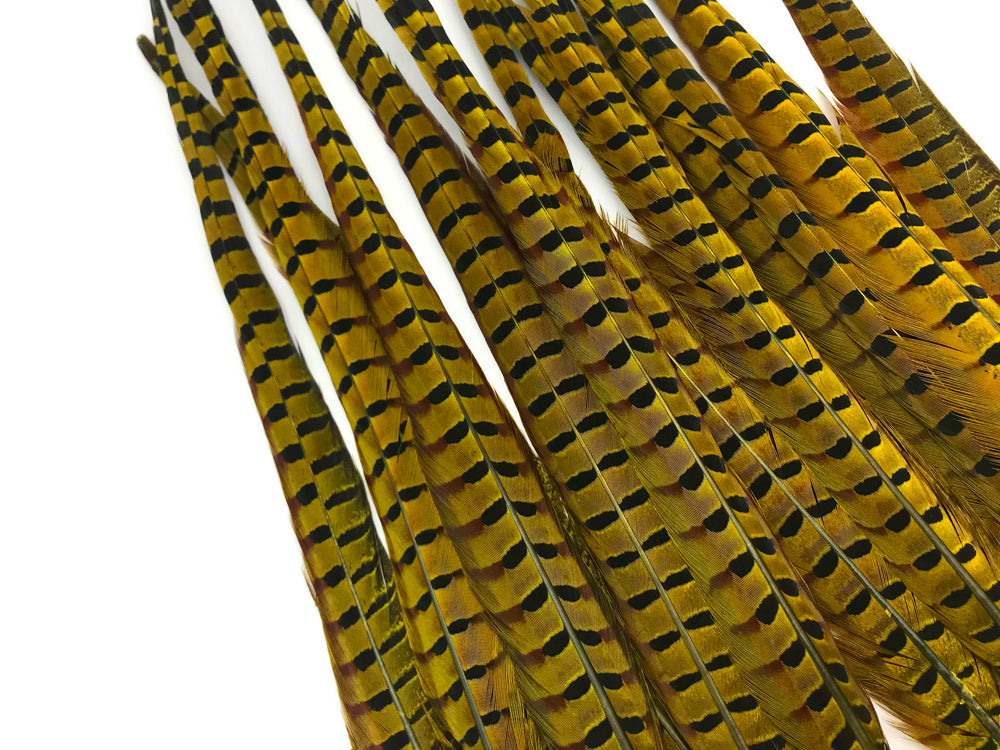 50 Pieces - 18-22" Yellow Dyed Over Natural Long Ringneck Pheasant Tail Wholesale Feathers (Bulk)