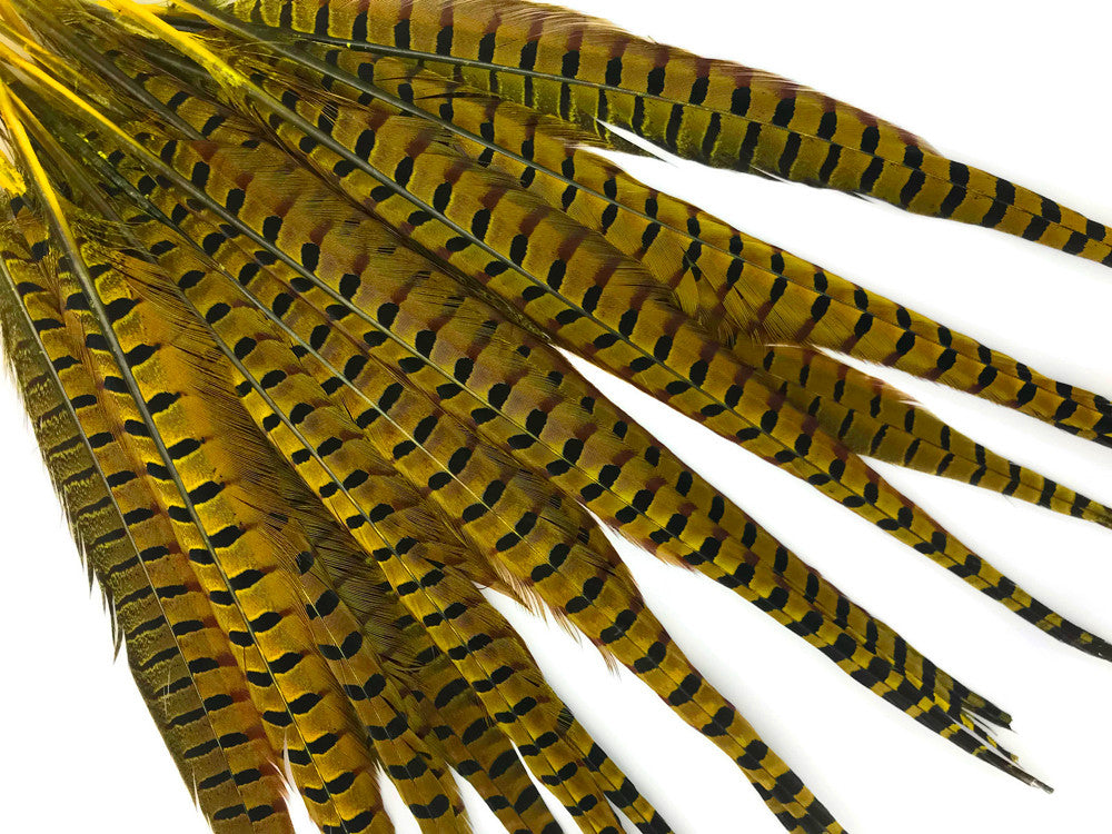 10 Pieces - 18-22" Yellow Dyed Over Natural Long Ringneck Pheasant Tail Feathers