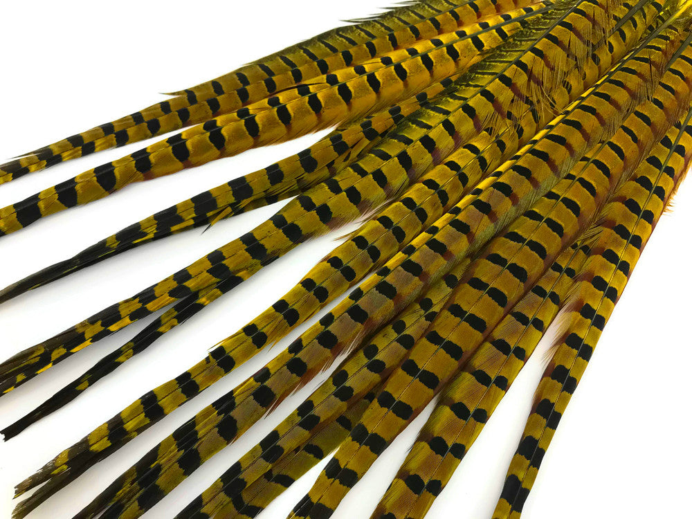 50 Pieces - 18-22" Yellow Dyed Over Natural Long Ringneck Pheasant Tail Wholesale Feathers (Bulk)