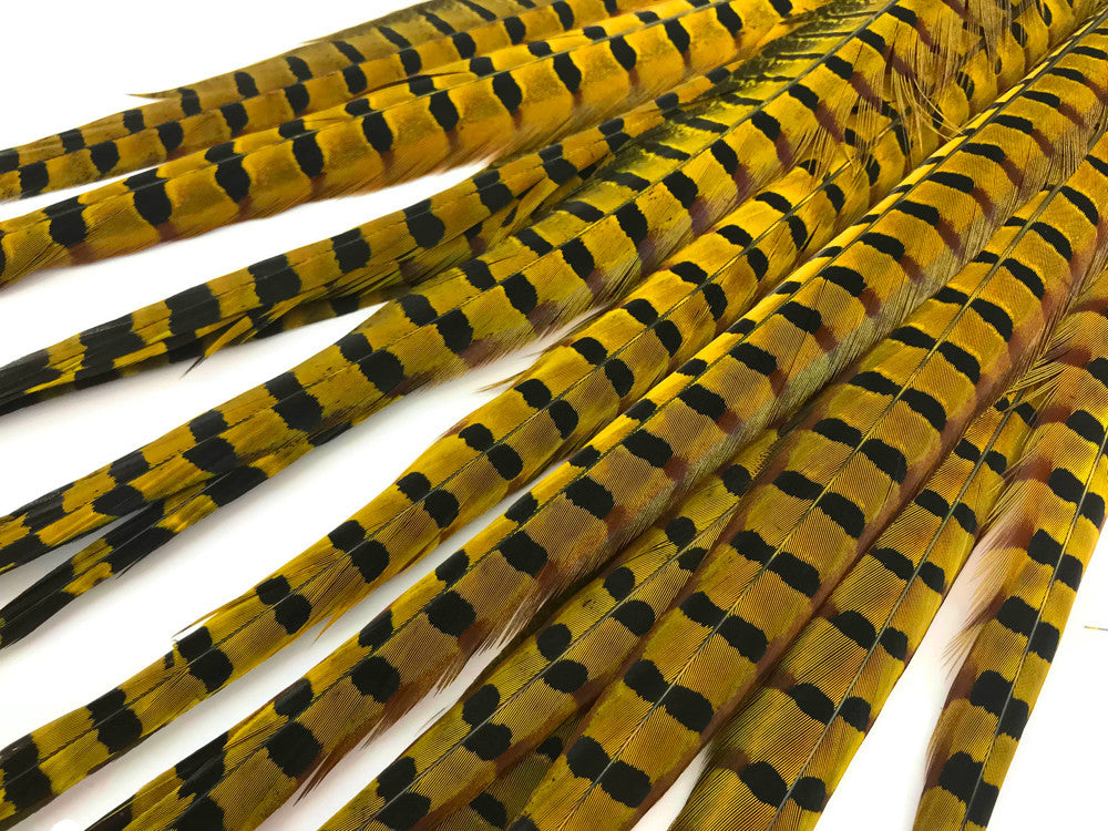 50 Pieces - 18-22" Yellow Dyed Over Natural Long Ringneck Pheasant Tail Wholesale Feathers (Bulk)