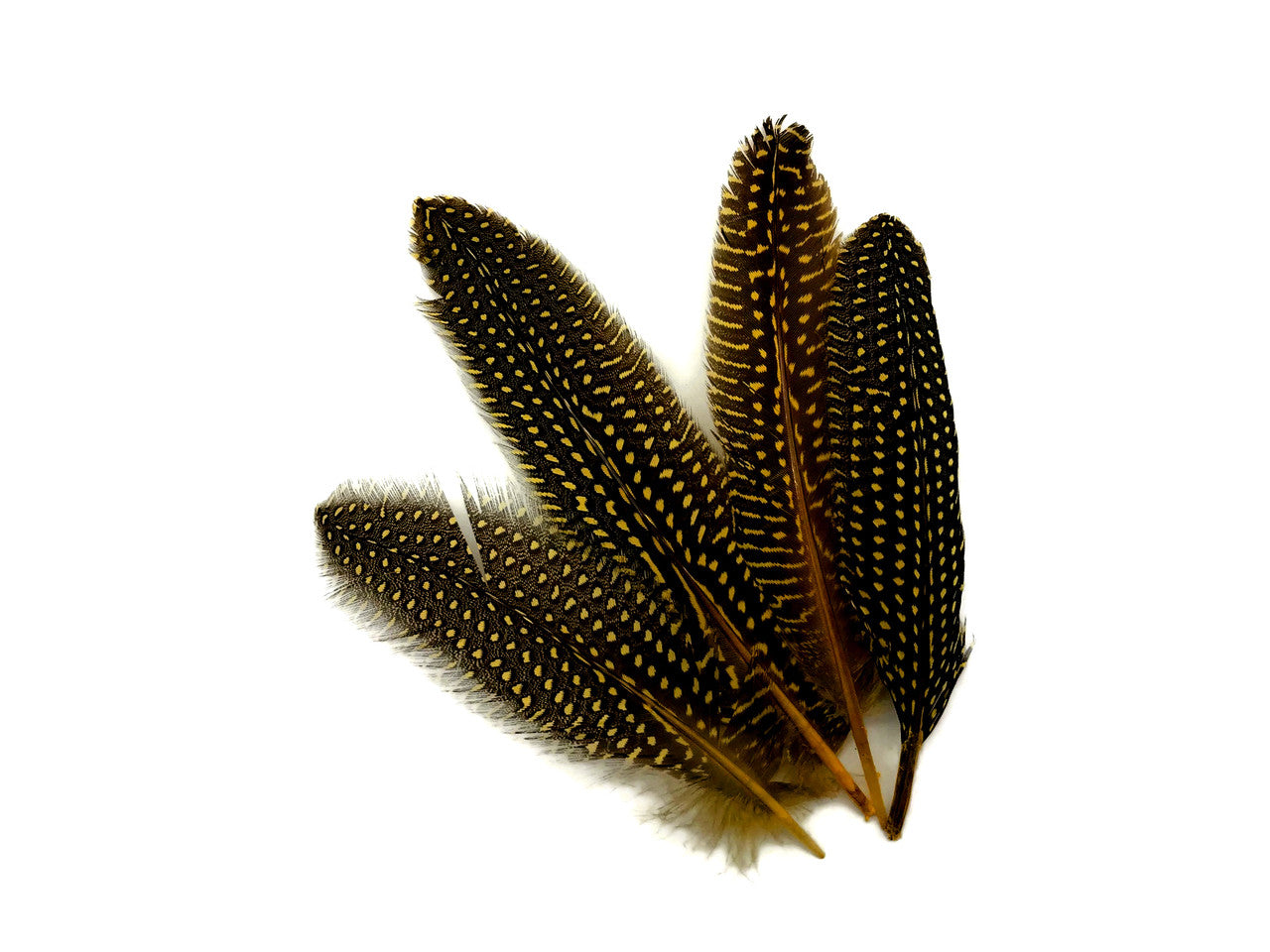 1/8 lb. Yellow Polka Dot Guinea Fowl Wing Quills Wholesale Feathers (Bulk)