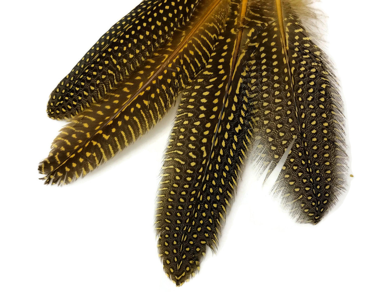 10 Pieces - Dyed Yellow Polka Dot Guinea Fowl Wing Quill Feathers