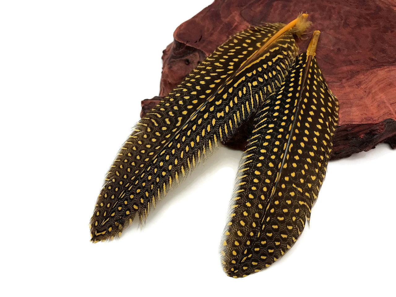 1/8 lb. Yellow Polka Dot Guinea Fowl Wing Quills Wholesale Feathers (Bulk)