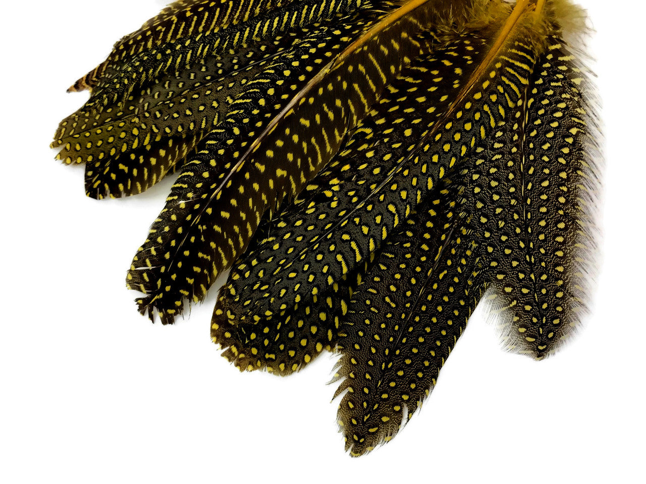 1/8 lb. Yellow Polka Dot Guinea Fowl Wing Quills Wholesale Feathers (Bulk)