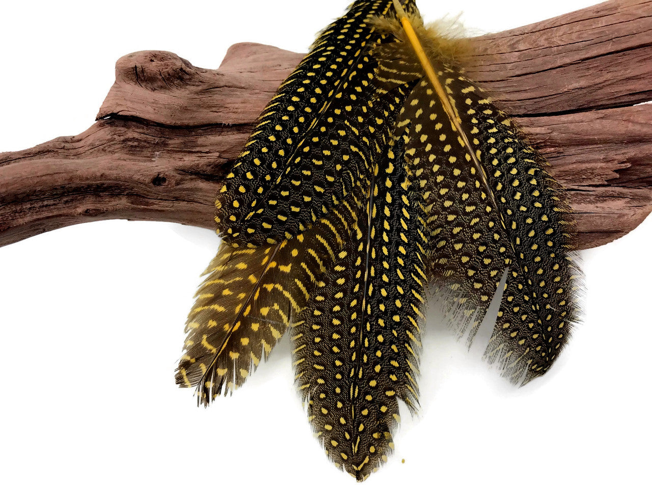 1/8 lb. Yellow Polka Dot Guinea Fowl Wing Quills Wholesale Feathers (Bulk)