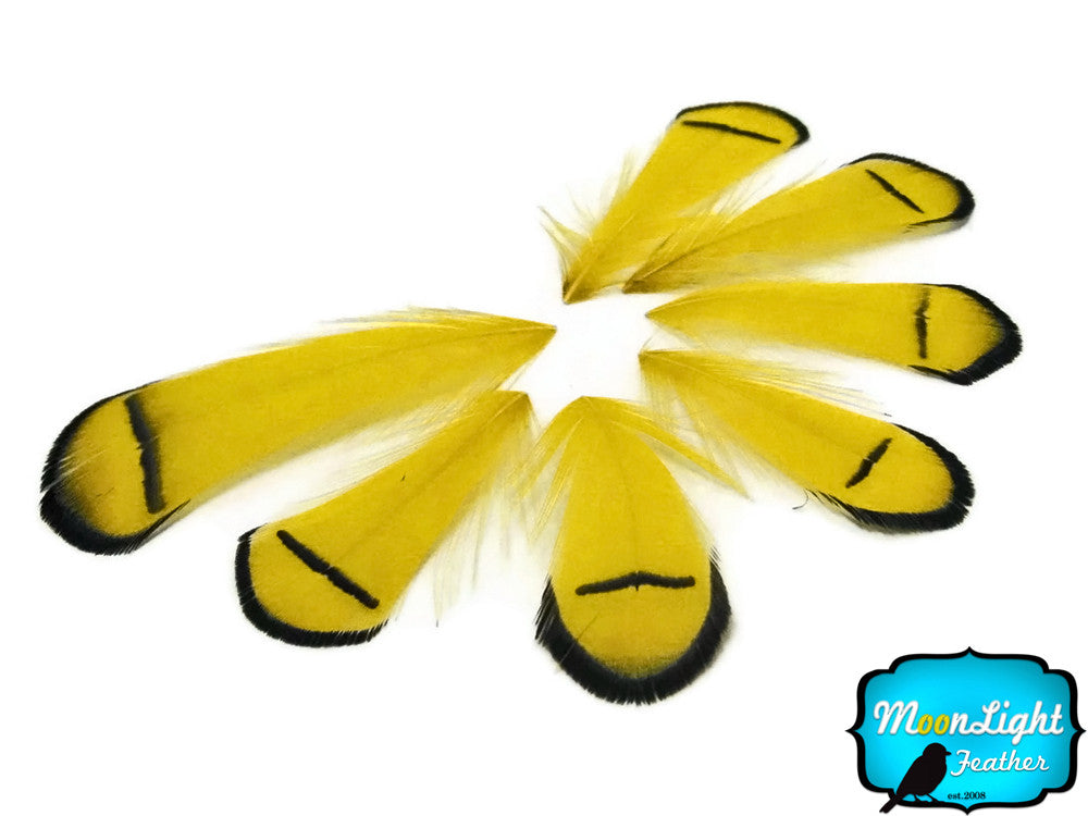 1 Dozen - Yellow Lady Amherst Pheasant Tippet Feathers