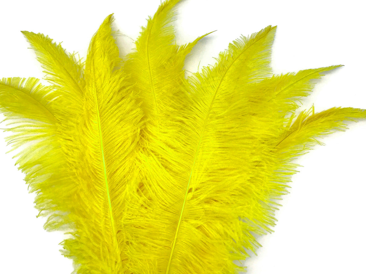 10 Pieces - 20-28" Yellow Ostrich Spads Large Wing Feathers