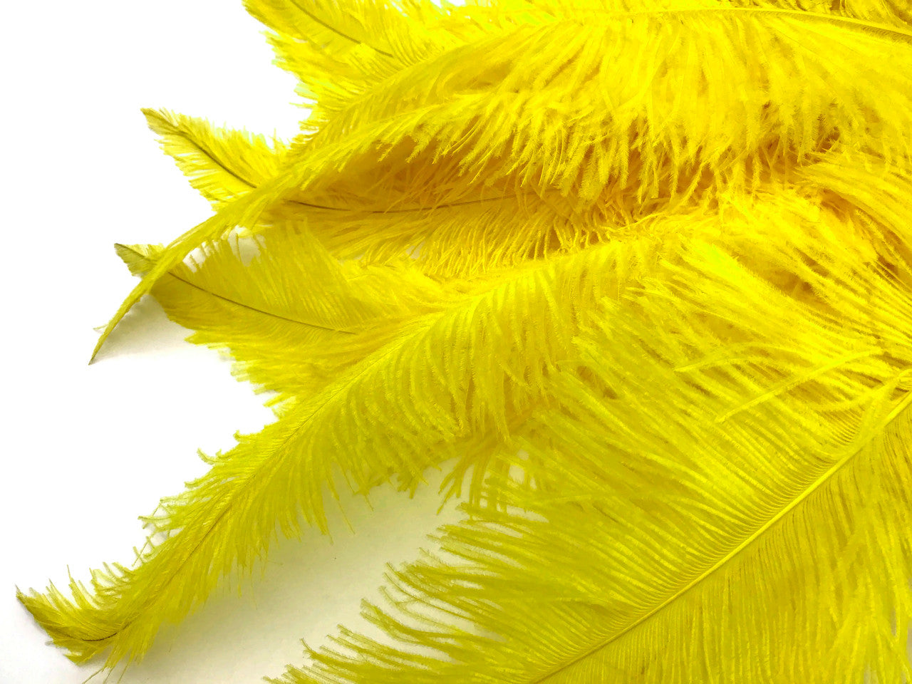 10 Pieces - 20-28" Yellow Ostrich Spads Large Wing Feathers