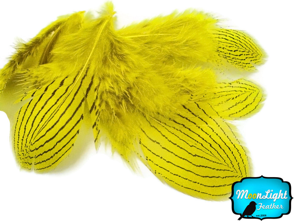 1 Dozen - Yellow Silver Pheasant Plumage Feathers