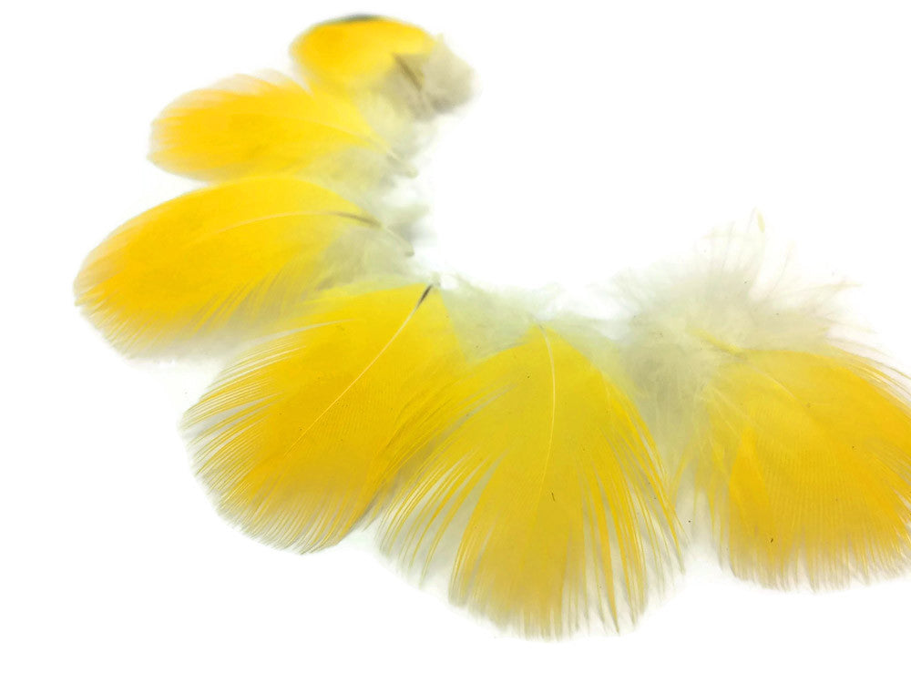 6 Pieces - Bright Yellow Scarlet Macaw Body Plumage Feathers