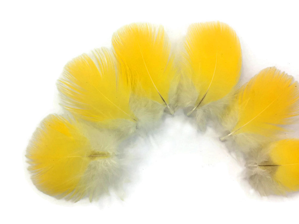 6 Pieces - Bright Yellow Scarlet Macaw Body Plumage Feathers