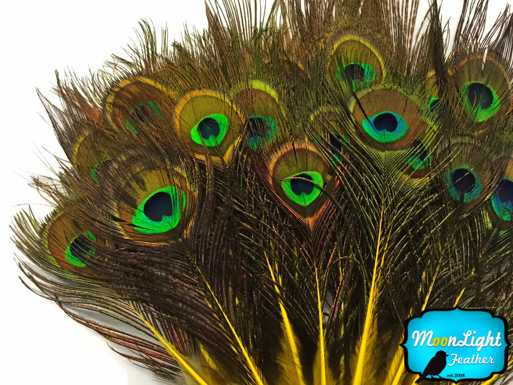 10 Pieces - Yellow Mini Natural Peacock Tail Body Feathers With Eyes