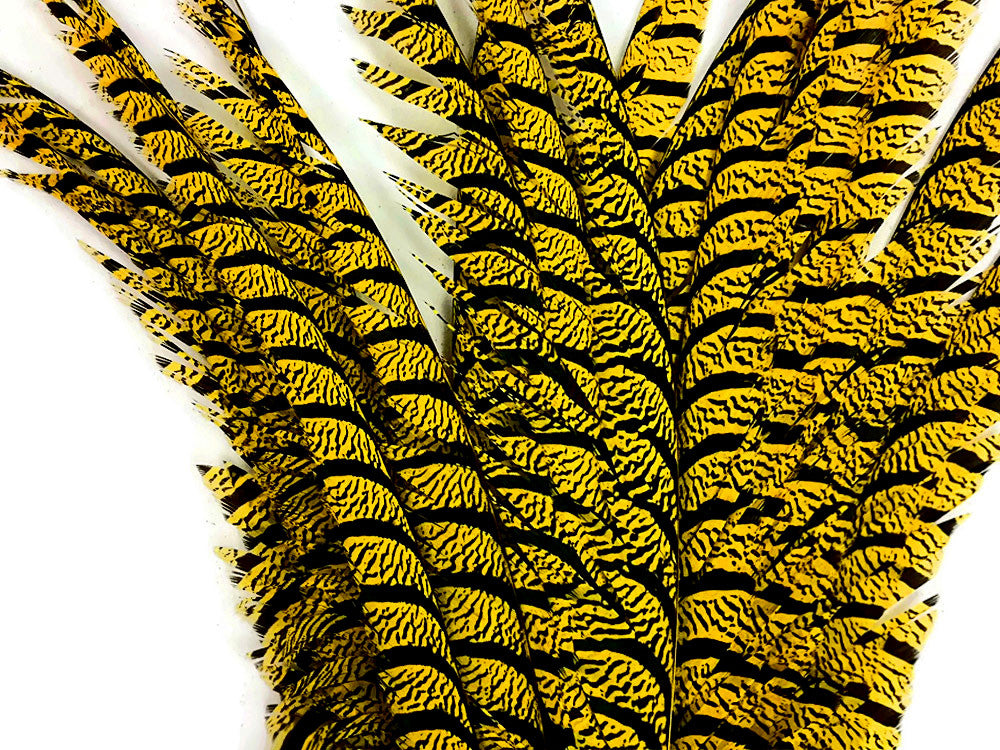 5 Pieces - 30-35" Yellow Zebra Lady Amherst Pheasant Tail Super Long Feathers