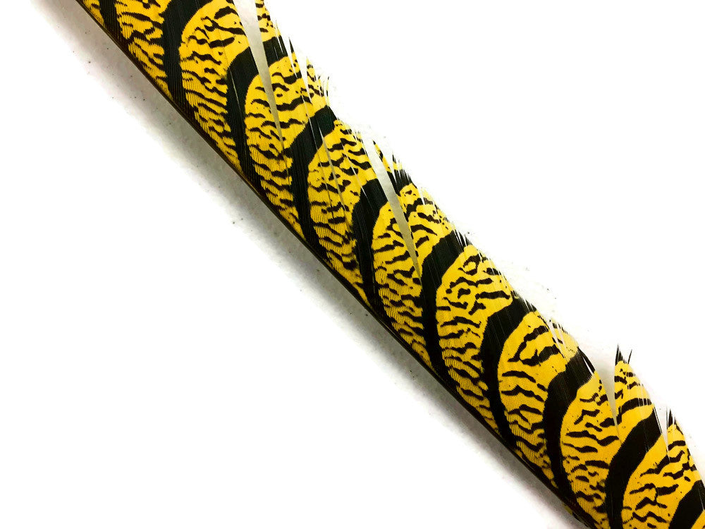 5 Pieces - 30-35" Yellow Zebra Lady Amherst Pheasant Tail Super Long Feathers