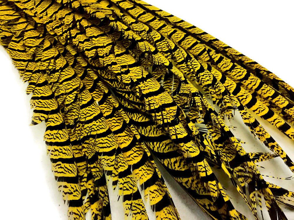 5 Pieces - 30-35" Yellow Zebra Lady Amherst Pheasant Tail Super Long Feathers