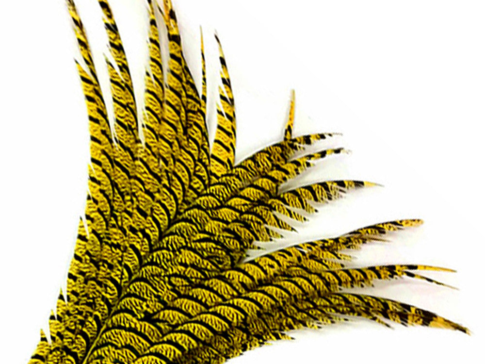 5 Pieces - 30-35" Yellow Zebra Lady Amherst Pheasant Tail Super Long Feathers