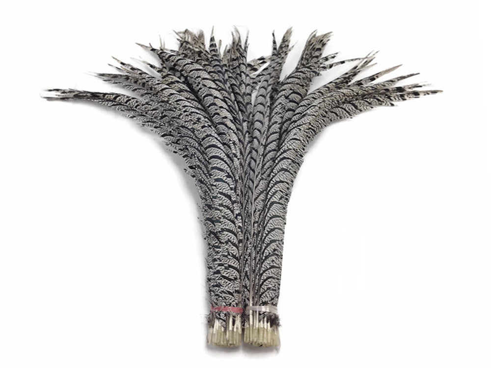 10 Pieces - 30-35" Natural Zebra Black And White Lady Amherst Pheasant Tail Super Long Feathers