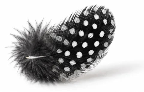 Moonlight Feather — guinea feather
